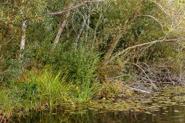 yoğun yeşil çalılar ve ağaçlar bir göl kenarında