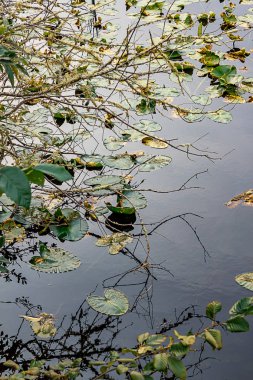 zambak yastıkları bir gölde yüzen üzerinde dalları