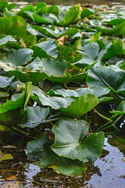 the lily pad sitting on reflective water