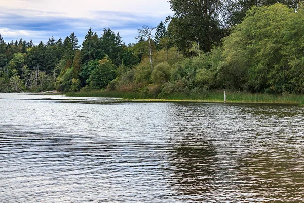 Costa do lago florestado em um dia nublado — Fotografia de Stock