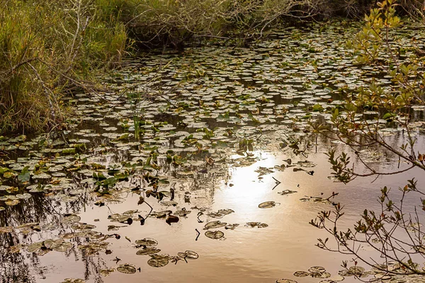 Luz dorada brillante reflejada en la superficie del lago — Foto de Stock