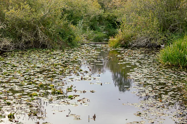 Lake with lily pads floating of the surface — Stock Photo, Image