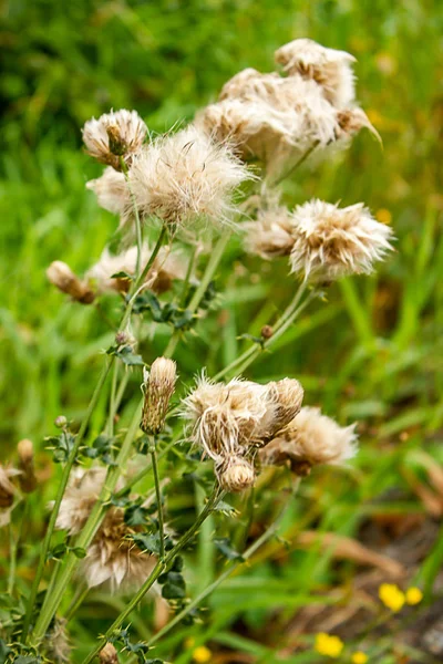 毛茸茸的白色的杂草顶部在草 — 图库照片