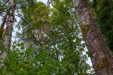 mavi gök yeşil yaprak ve birden çok ağaç gövdeleri ile sessiz