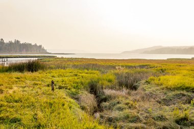 dumanlı dumanlı göklerin altında bataklık sulak alanlar