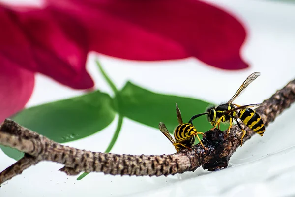 Zblízka žluté bundy na větvi na talíři — Stock fotografie