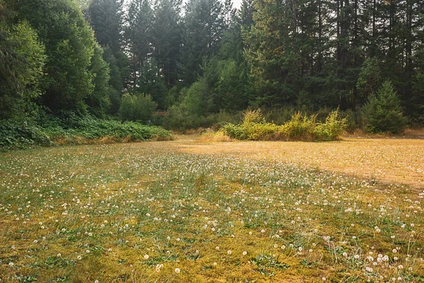 Beyaz kabarık yabancı otların içinde sarı ölü çim kaplı — Stok fotoğraf