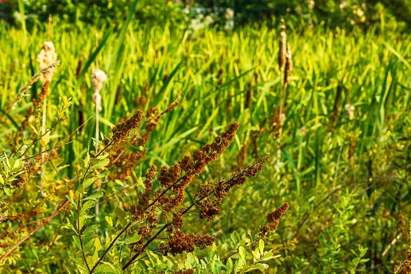 Racimos secos de flores en un arbusto de mariposa al final del verano — Foto de Stock