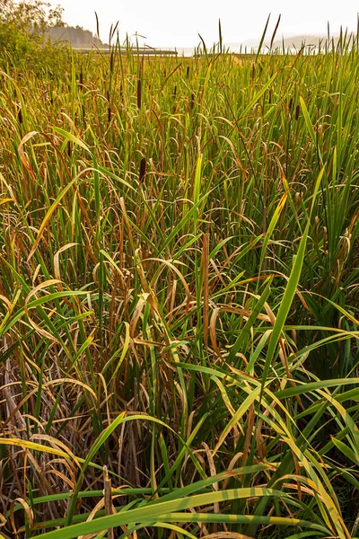 Vertical close-up de gramíneas altas crescendo no campo em agosto — Fotografia de Stock