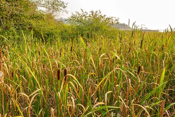 Primer plano de hierbas altas que crecen en el campo en agosto — Foto de Stock