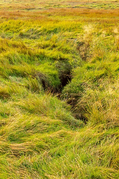 Vysoké trávy pole s skryté creek, takže závrt — Stock fotografie