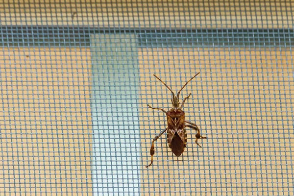 Insecto de tipo escarabajo grande en la pantalla de ventana 1 — Foto de Stock