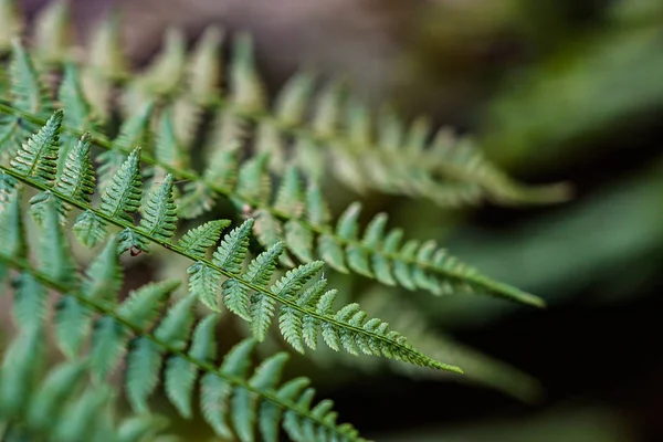 mızrak şeklinde eğreltiotu yaprakları ve narin yaprak katmanları