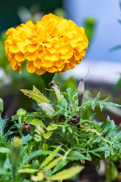 Velké kvetoucí okvětní lístky maragold v létě — Stock fotografie
