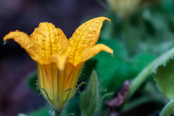 Floración amarilla de una planta de calabaza crookneck amarillo —  Fotos de Stock