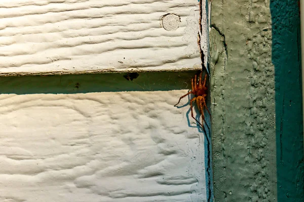 Spindel som gömmer sig i grå hus rangerbangård — Stockfoto