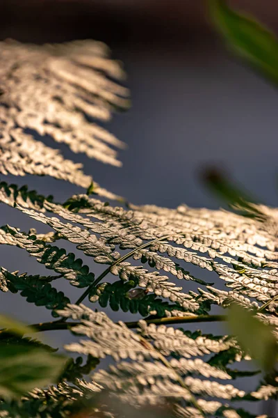 Luce dorata da vicino sulle foglie di felce — Foto Stock