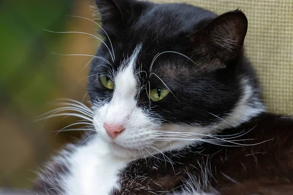 Preto e branco gato na frente de cerca chainlink — Fotografia de Stock