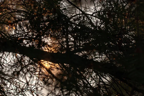 阳光透过松枝和针头 — 图库照片