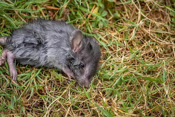 Gewonde grijze muis aan de linkerkant van het frame — Stockfoto