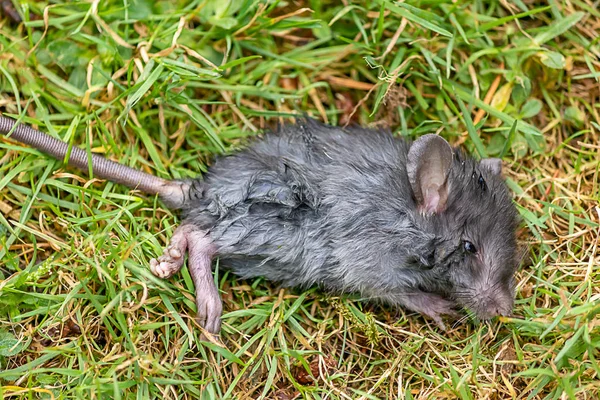 Çim ortasında yaralı gri fare — Stok fotoğraf
