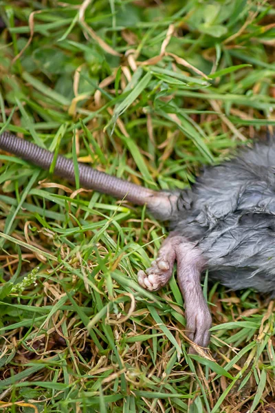 Staart- en achterkant voeten van gewonde muis — Stockfoto