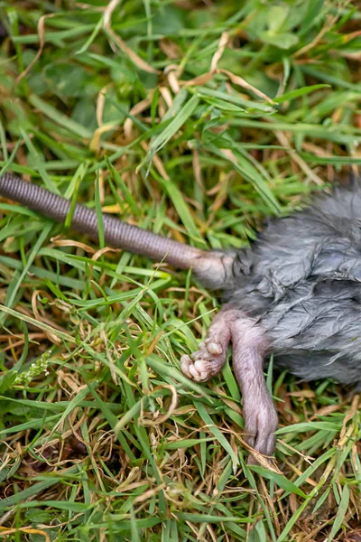 Schwanz und Hinterfüße verwundeter Maus — Stockfoto