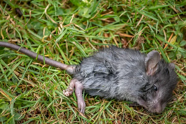 Yakın bir yaralı bir gri fare yukarı — Stok fotoğraf