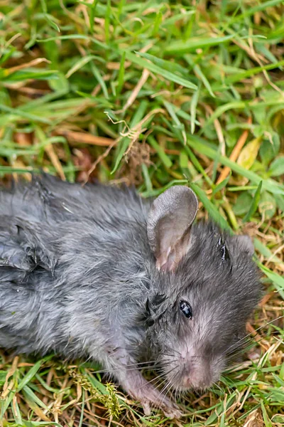 Close-up van het gezicht van een gewonde muis — Stockfoto