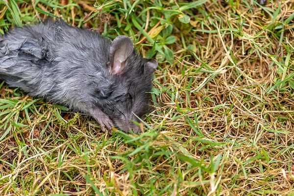 Een gewonde grijze muis op een gele gazon — Stockfoto