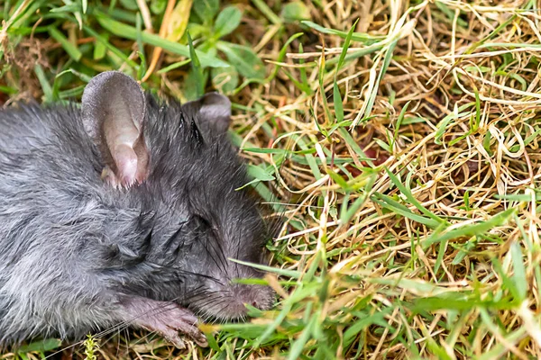 Groen gazon met kleine dode muis aan linkerkant — Stockfoto