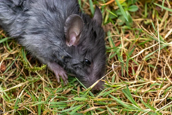 Schattige kleine grijze muis ziek in gras — Stockfoto