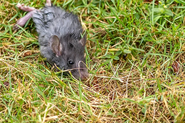 Ratón enfermo yace descansando en la hierba verde —  Fotos de Stock