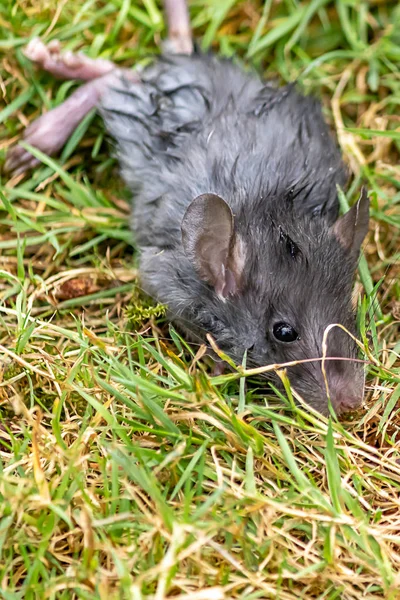 Cuerpo de un pequeño ratón gris tendido en la hierba —  Fotos de Stock