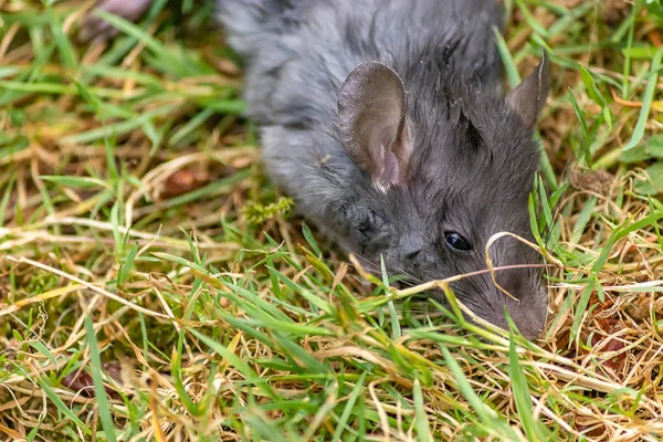 Rata gris pequeña con orejas grandes sintiéndose enferma — Foto de Stock