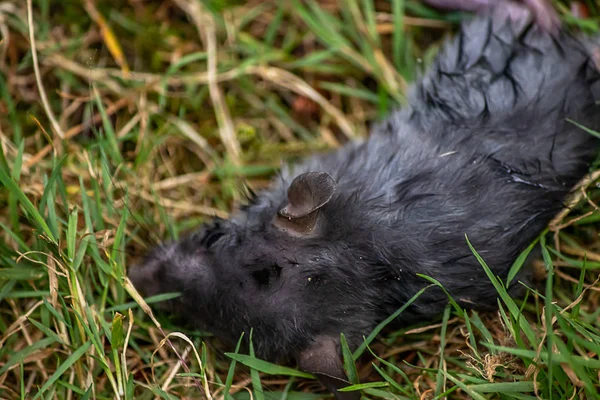 Graue Ratte stirbt im Rasen — Stockfoto