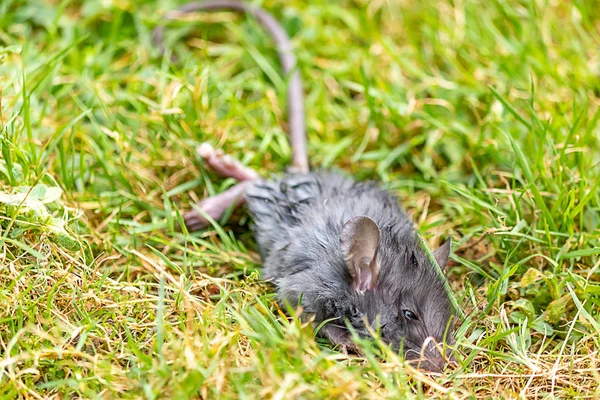 Hierba verde de verano con rata gris moribunda —  Fotos de Stock