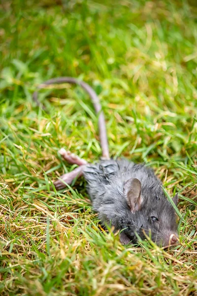 Senkrechte der sterbenden grauen Ratte im Gras — Stockfoto
