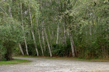 toprak yol içinde Ağustos astar aspin ağaçlar