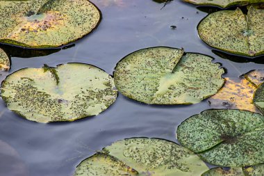 Karanlık derin mavi su ile yaz lilypads