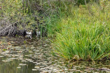 Yaz aylarında düşük asılı burçları altında saklandığı ördekler