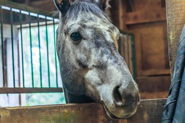 Gri atı durak üzerinde kafa doruklarına kadar