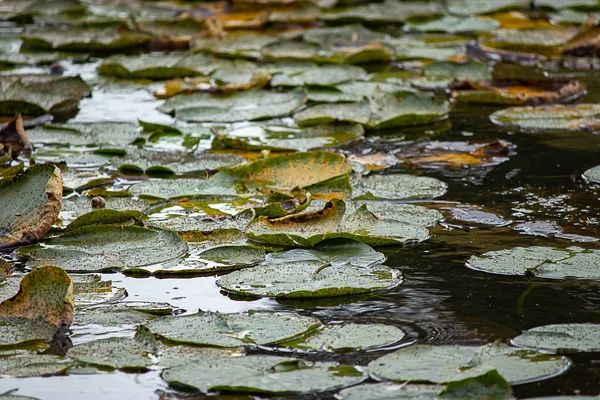 어두운 물으로 8 월 열에 lilypads — 스톡 사진