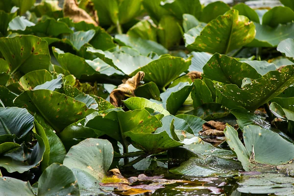 Grüne Lilienblüten beginnen Ende August zu trocknen — Stockfoto