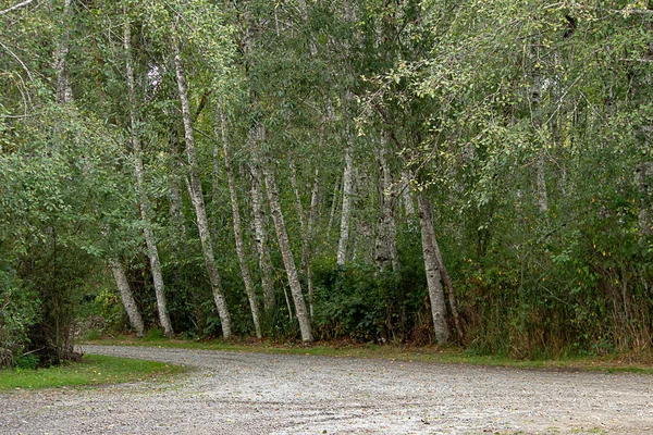 toprak yol içinde Ağustos astar aspin ağaçlar