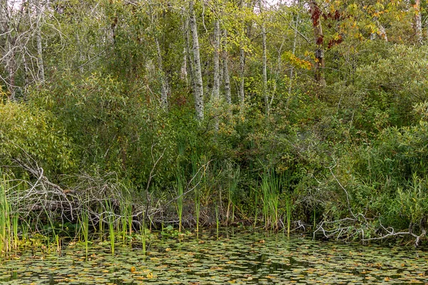 Maple trees and aspins behind pond with reeds and lilypads — Stock Photo, Image
