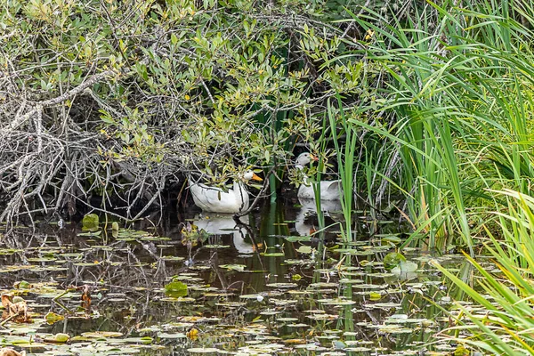 Dos patos blancos se refugian bajo el arbusto en el estanque — Foto de Stock