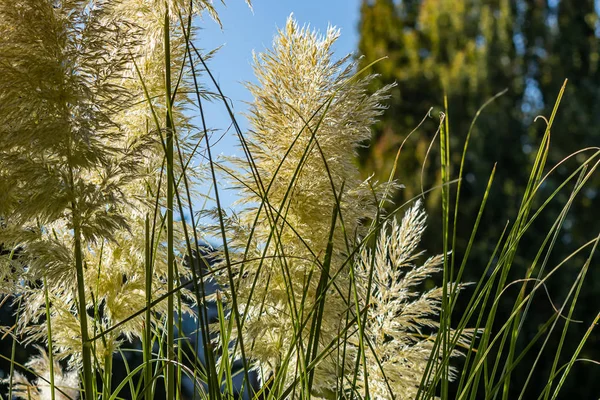 Pampas hierba planta decorativa florecimiento — Foto de Stock