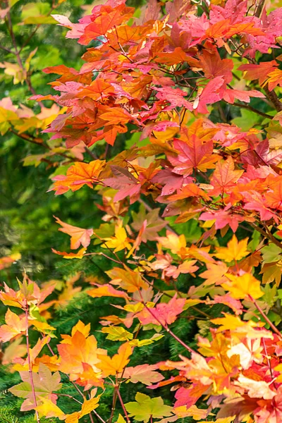 Agrupación vertical de hojas de arce en amarillo y naranja —  Fotos de Stock