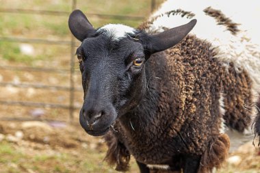 siyah bir kafa ile kahverengi ve beyaz keçi